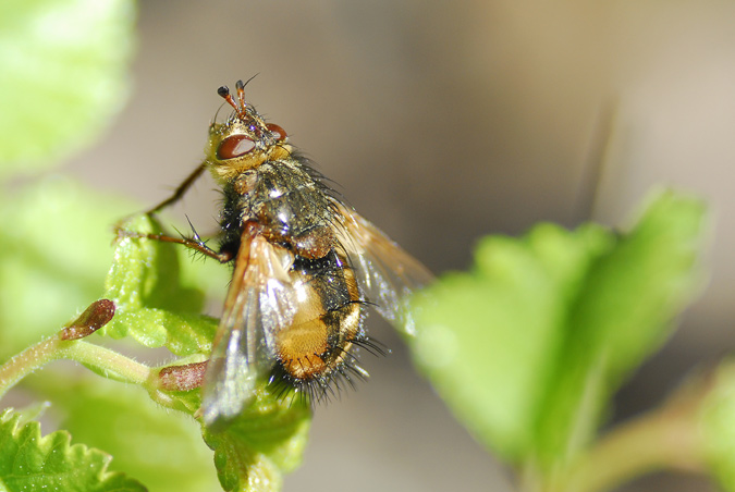 Gonia divisa (Tachinidae)