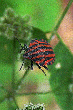 Graphosoma lineatum italicum