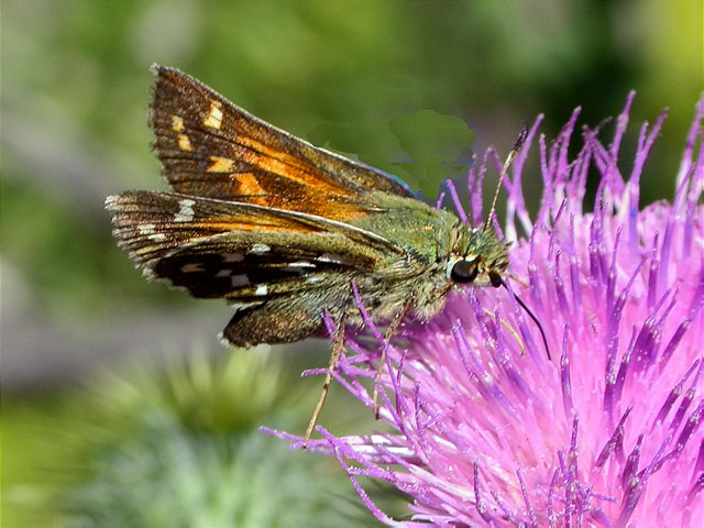 Hesperia comma femella