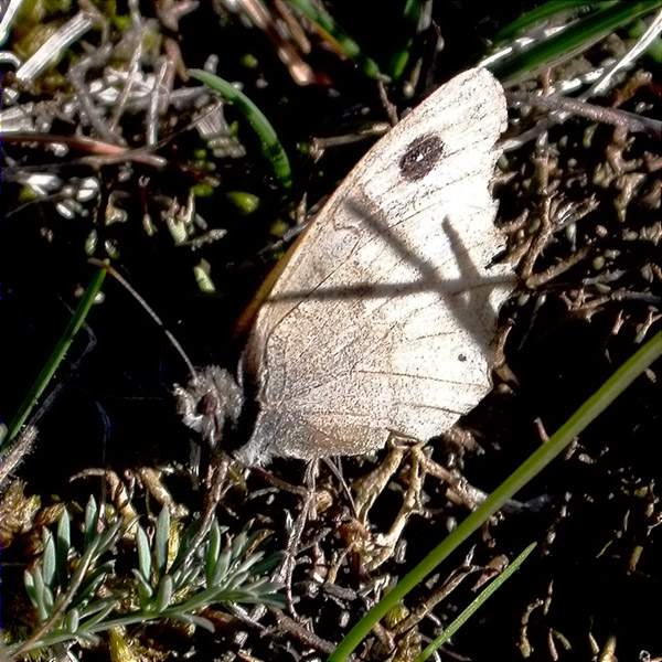 Hipparchia statilinus ?