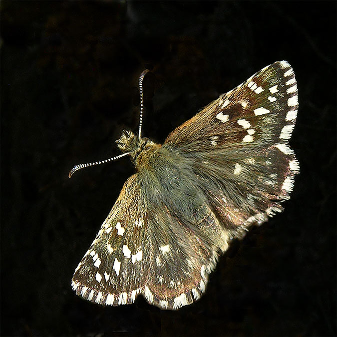 Pyrgus cirsii