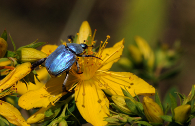 Hoplia coerulea