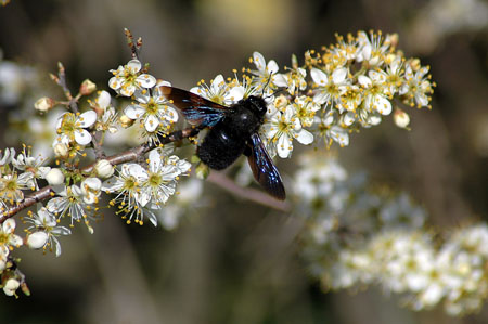 Abella fustera (Xylocopa violacea)