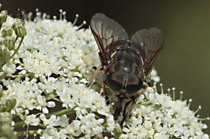 Hybomitra montana