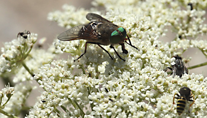 Hybomitra montana (femella)