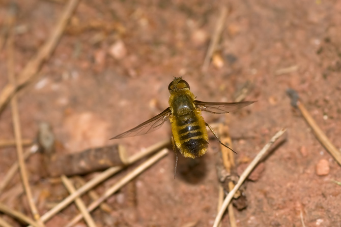 Bombyliidae villa sp.