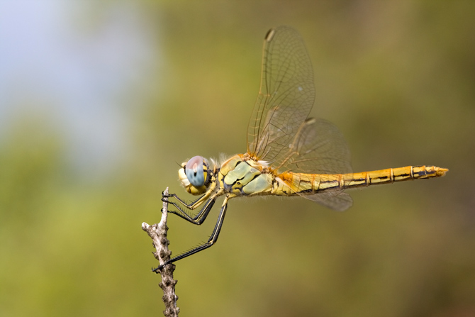 Sympetrum fonscolombii