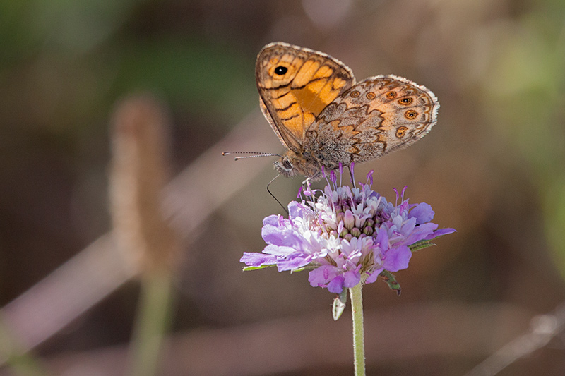 Margenera comuna (Lasiommata megera)