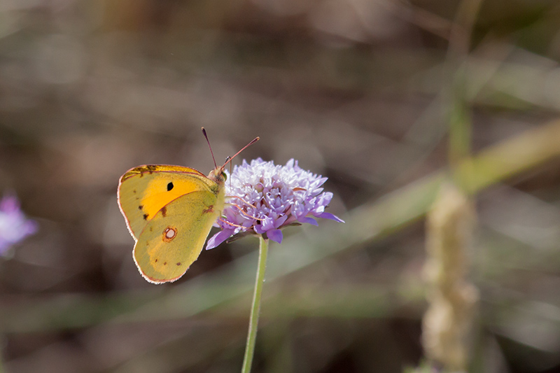 Safranera de l’alfals (Colias croceus)