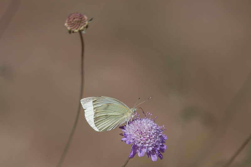 Blanqueta de la col (Pieris rapae)