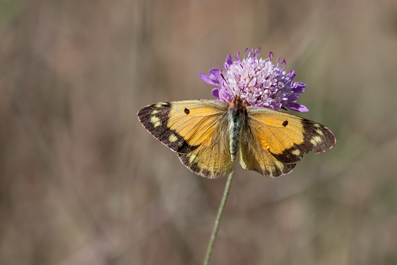 Safranera de l’alfals (Colias croceus)