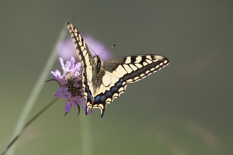 Papallona.Papilio machaon