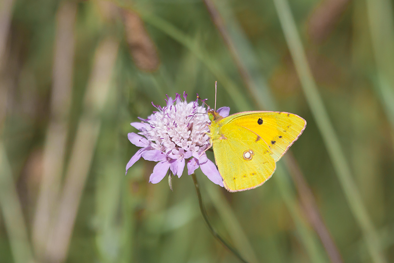 Colias crocea.