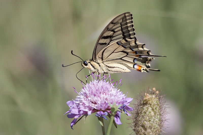 Papallona.Papilio machaon