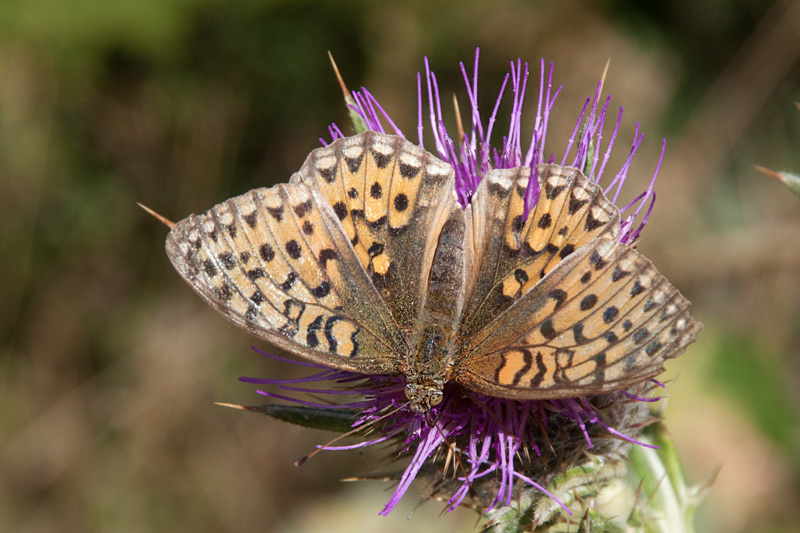 Papallona.Argynnis aglaja