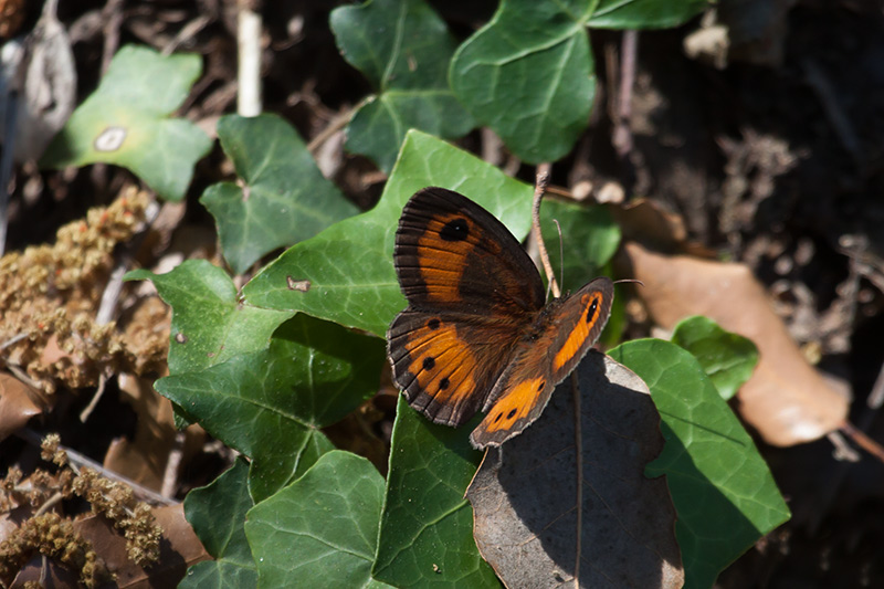 Saltabardisses cintada  Pyronia bathseba.