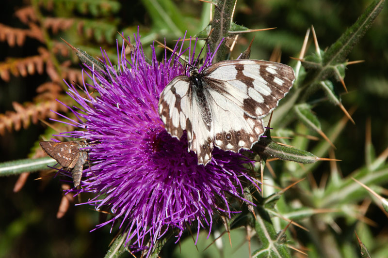 Papallona.Melanargia lachesis