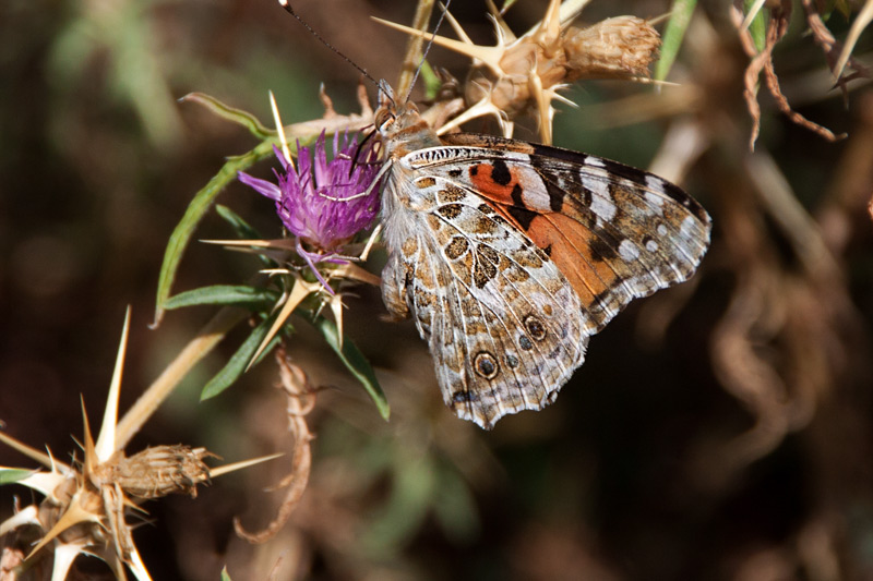 Papallona.Vanesa cardui