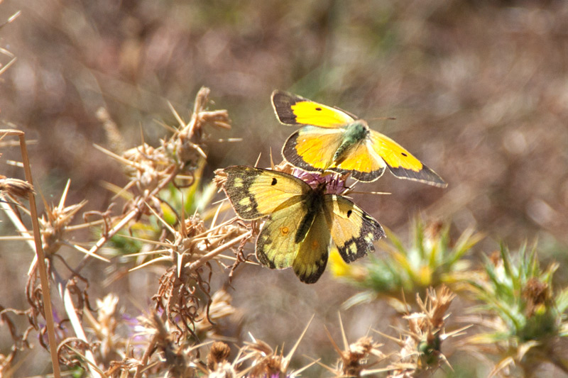 Papallona.Colias crocea