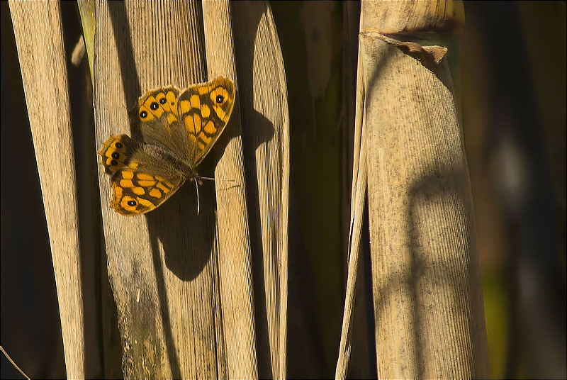 Bruna boscana (Pararge aegeria)