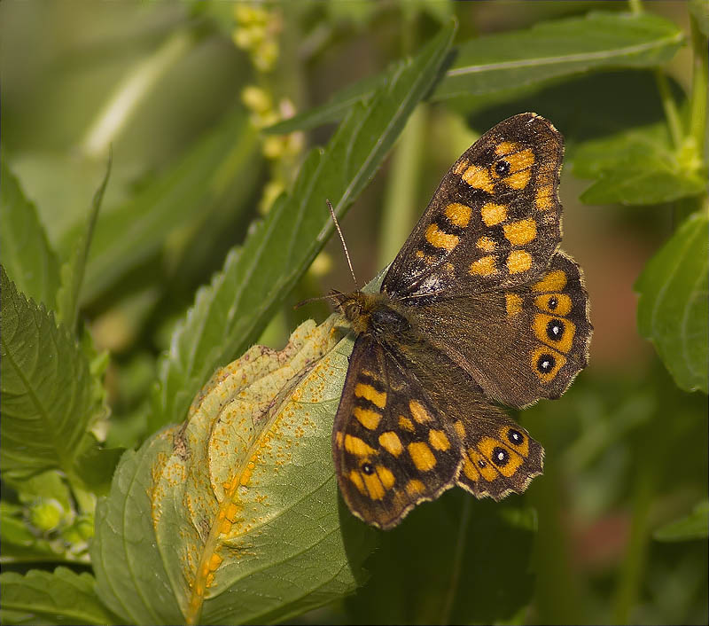 Bruna boscana (Pararge aegeria)