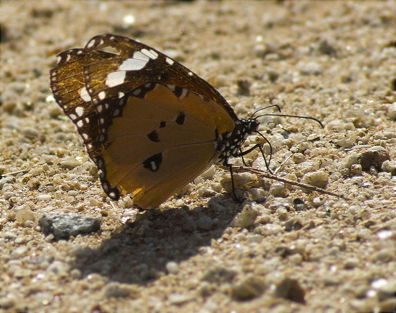 Papallona tigre (Danaus (Anosia) chrysippus)