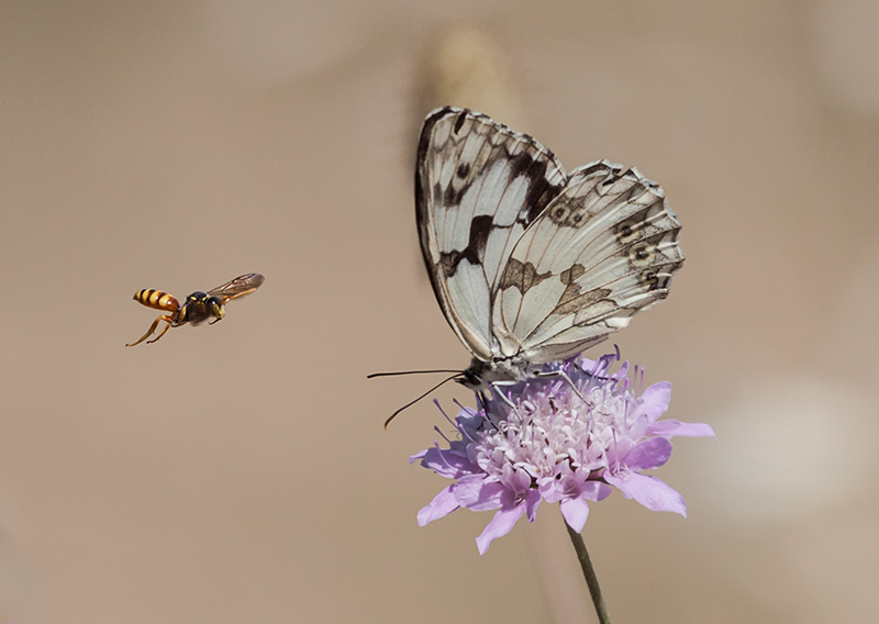 Escac ferruginós (Melanargia occitanica)