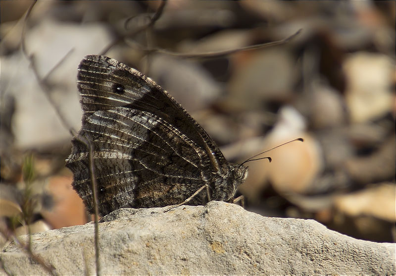 Hipparchia sp.