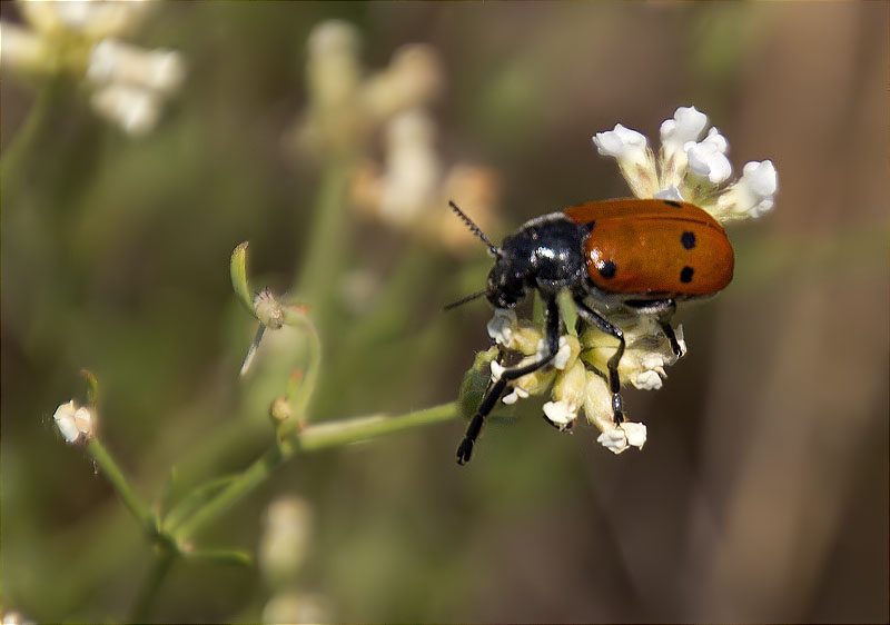 Clytra quadripunctata