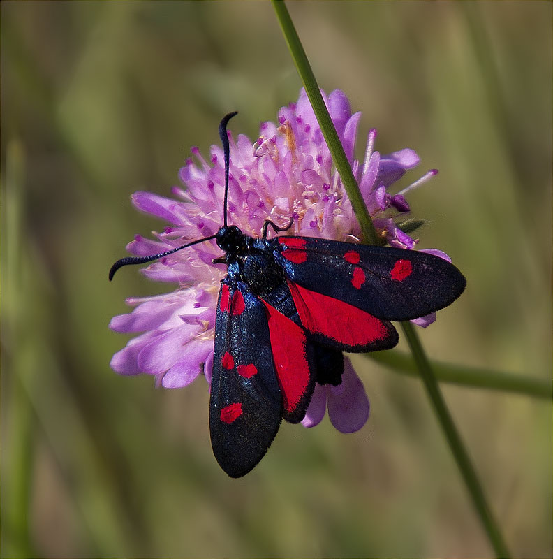 Zygaena trifolii