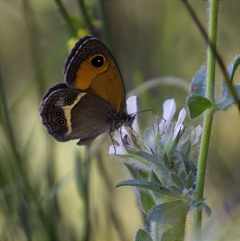 Saltabardisses cintada (Pyronia bathseba)