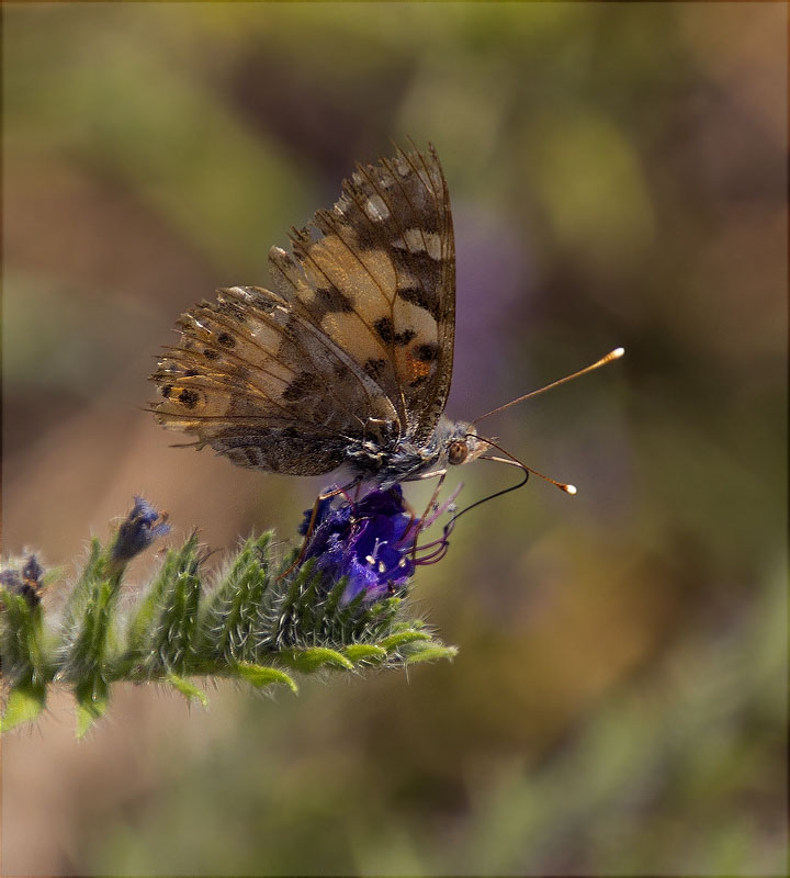 Migradora dels cards (Vanessa cardui)