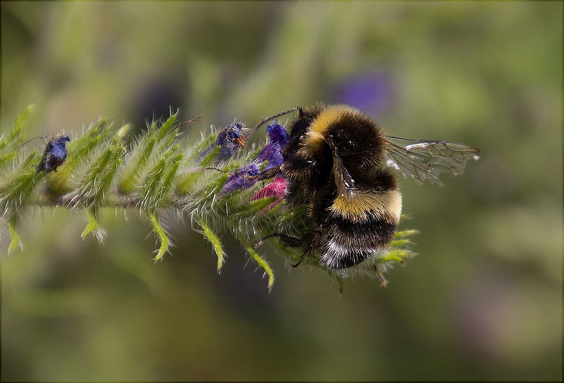 Borinot (Bombus terrestris)