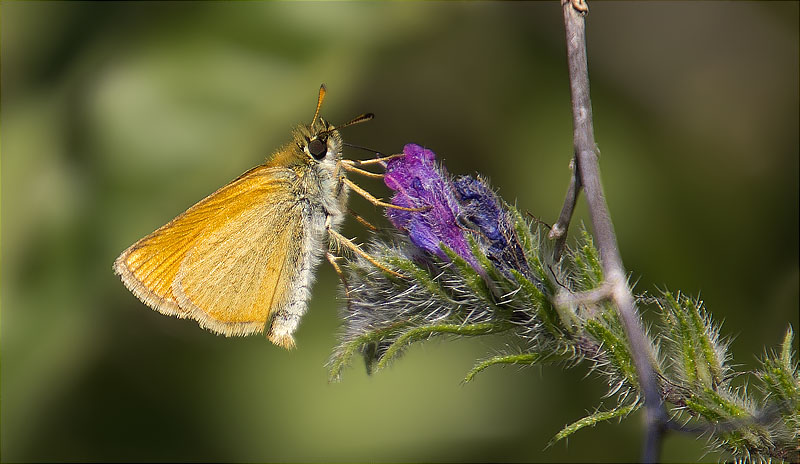 Daurat fosc (Thymelicus acteon)