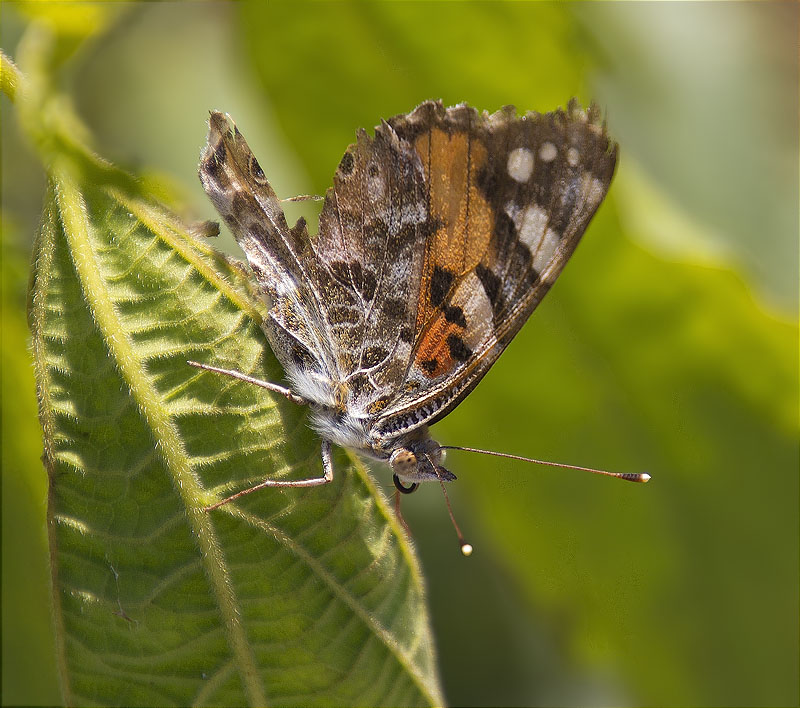 Migradora dels cards (Vanessa cardui)