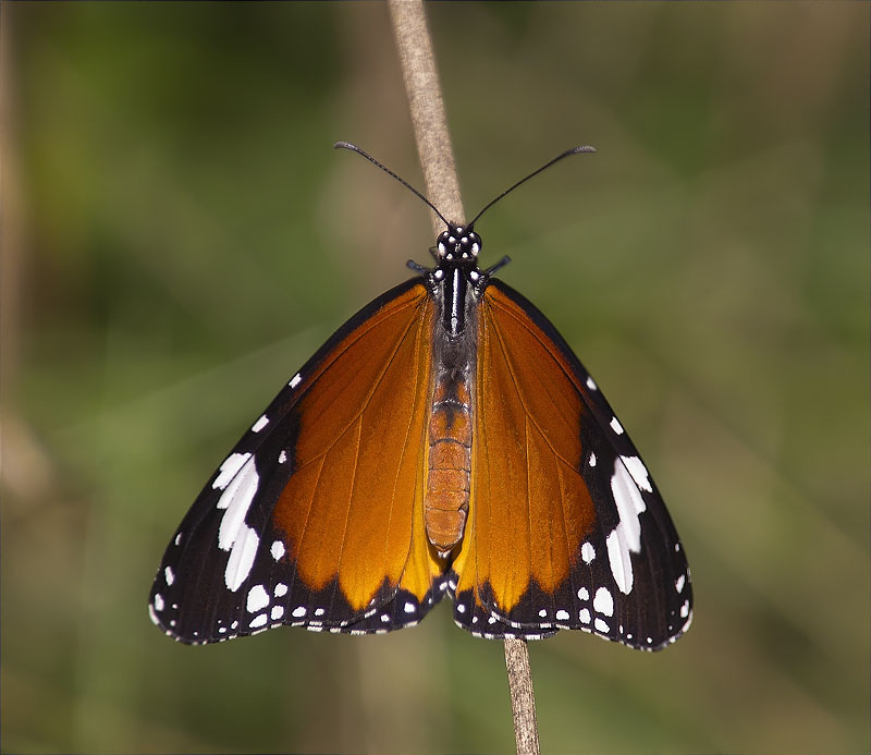 Papallona tigre (Danaus (Anosia) chrysippus)