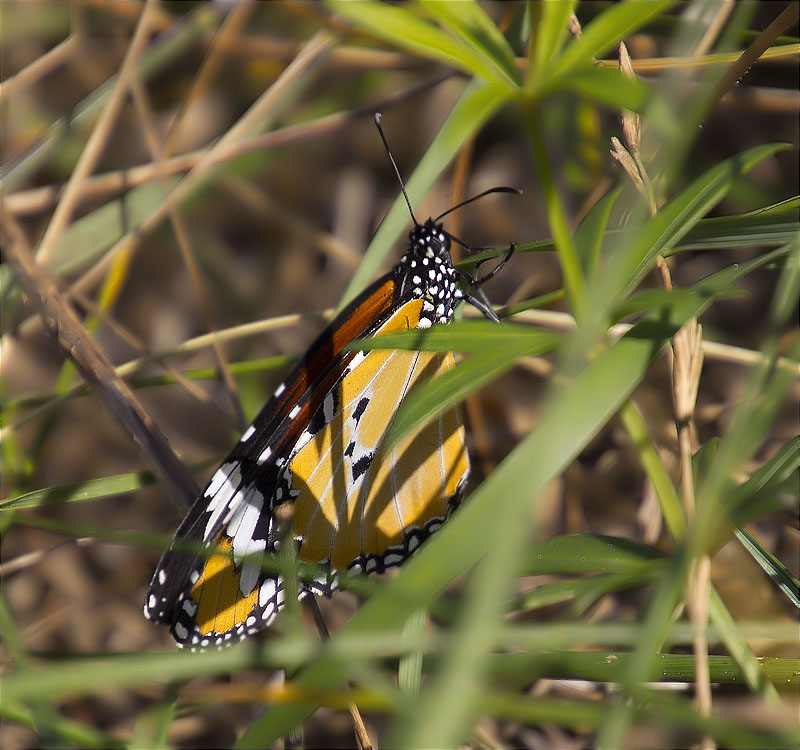 Papallona tigre (Danaus (Anosia) chrysippus)