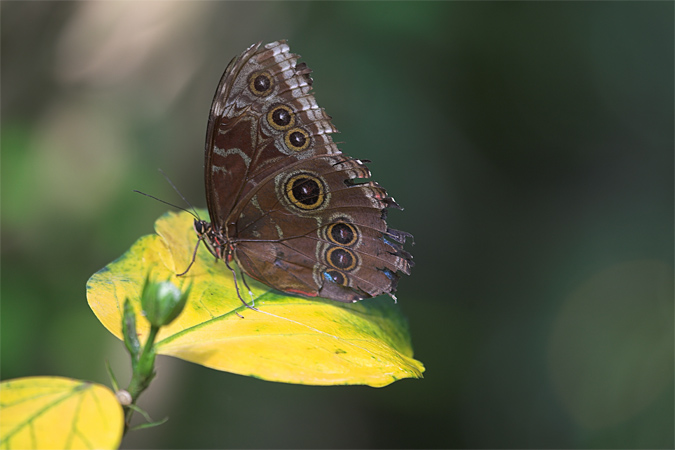 Morpho peleides