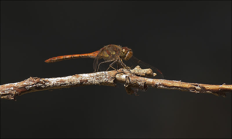 Mascle de Libèl·lula (Crocothemis erythraea)