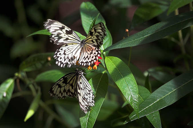 Papallona ( Idea leuconoe )