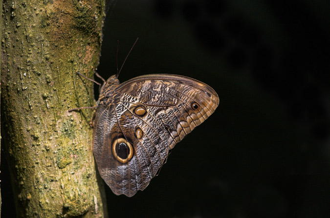 Papallona mussol (Caligo eurilochus)