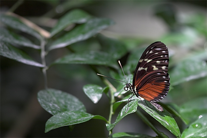 Papallona ( Helioconius hecale )