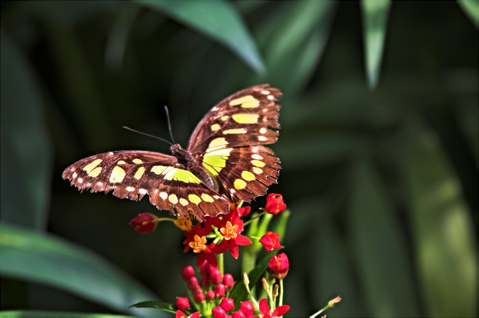 Papallona (Siproeta stelenes )