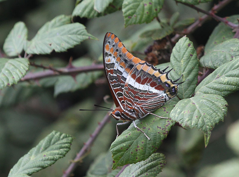 Papallona de l'arboç (Charaxes jasius)