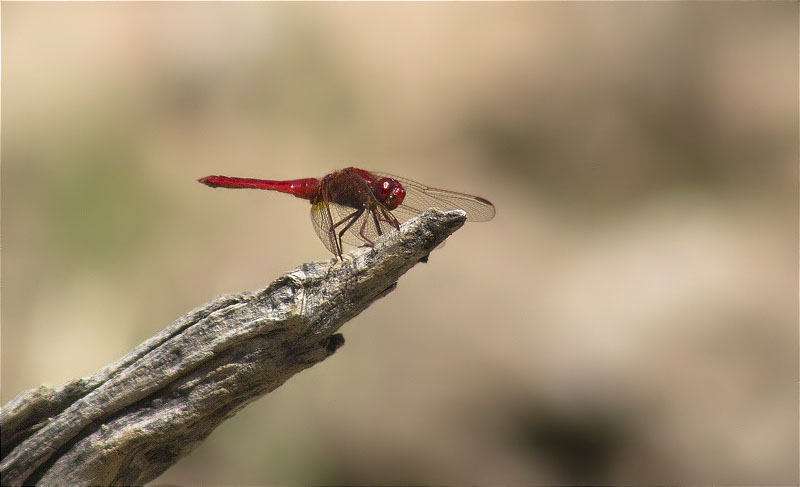 Mascle de Libèl·lula (Crocothemis erythraea)