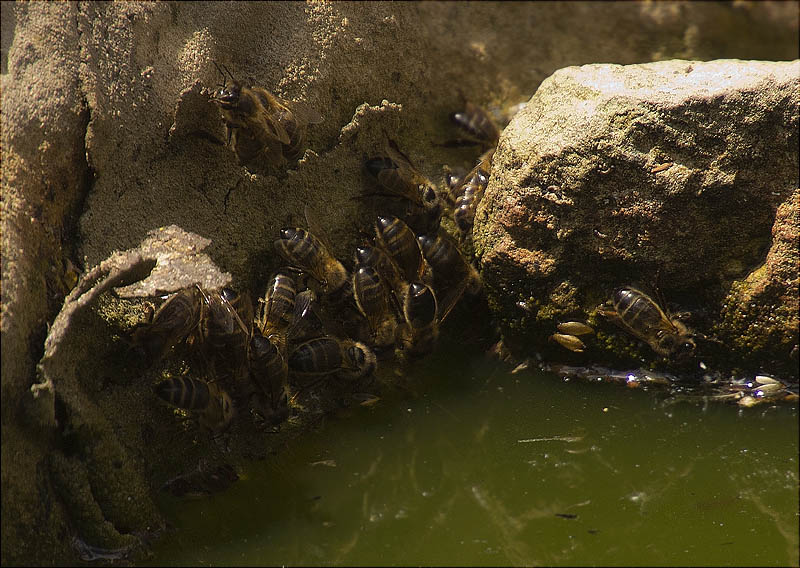 Abella de la mel (Apis mellifera)