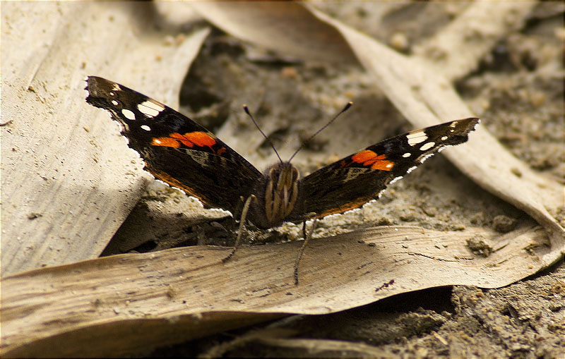 Atalanta (Vanessa Atalanta)