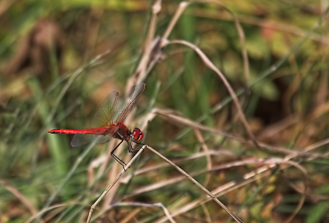 Crocothemis erythraea