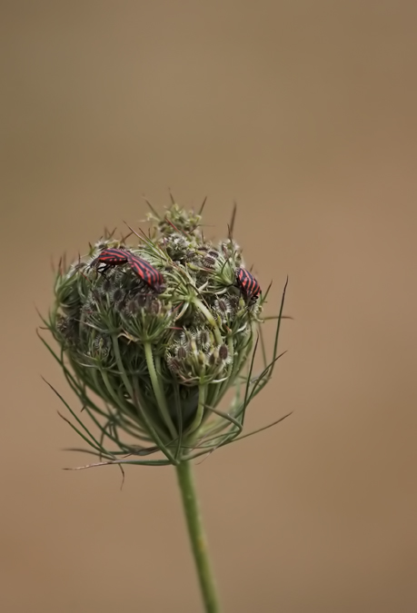 Graphosoma Lineatum