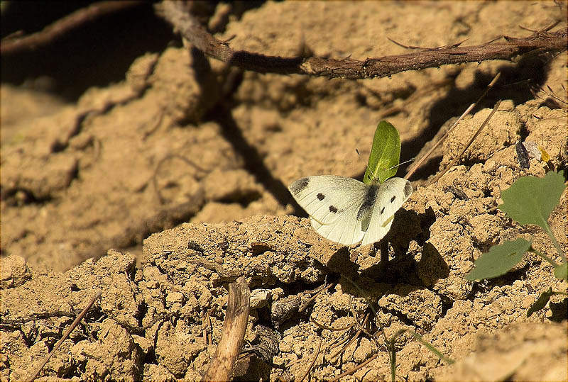 Blanca de la col (Pieris brassicae)